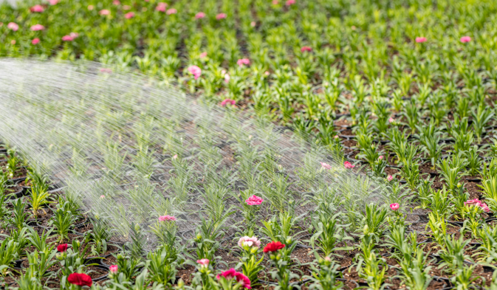 Watering flower with garden hose
