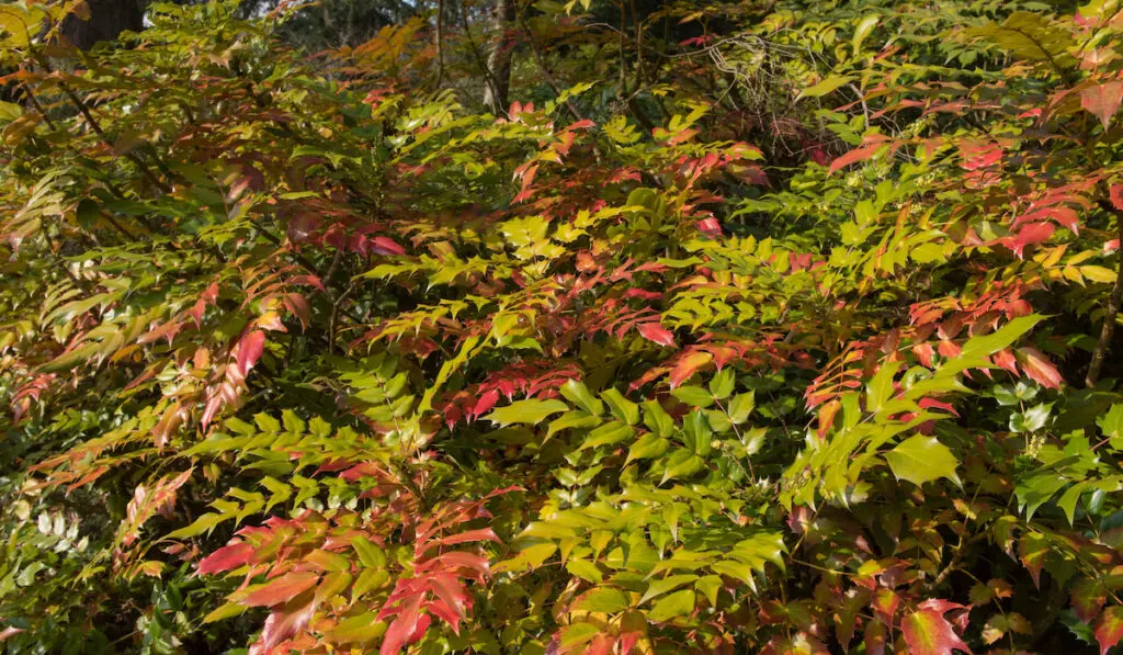 Winter Colours of Mahonia japonica (Japanese Mahonia) in a Woodland Landscape