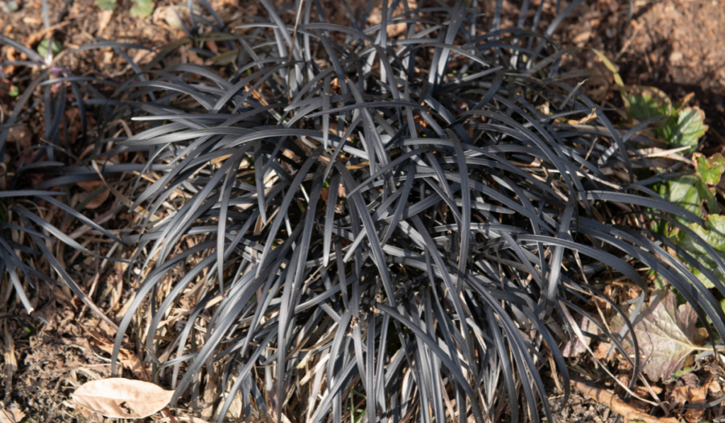 Winter Foliage of the Perennial Evergreen Black Mondo Grass (Ophiopogon planiscapus 'Nigrescens')
