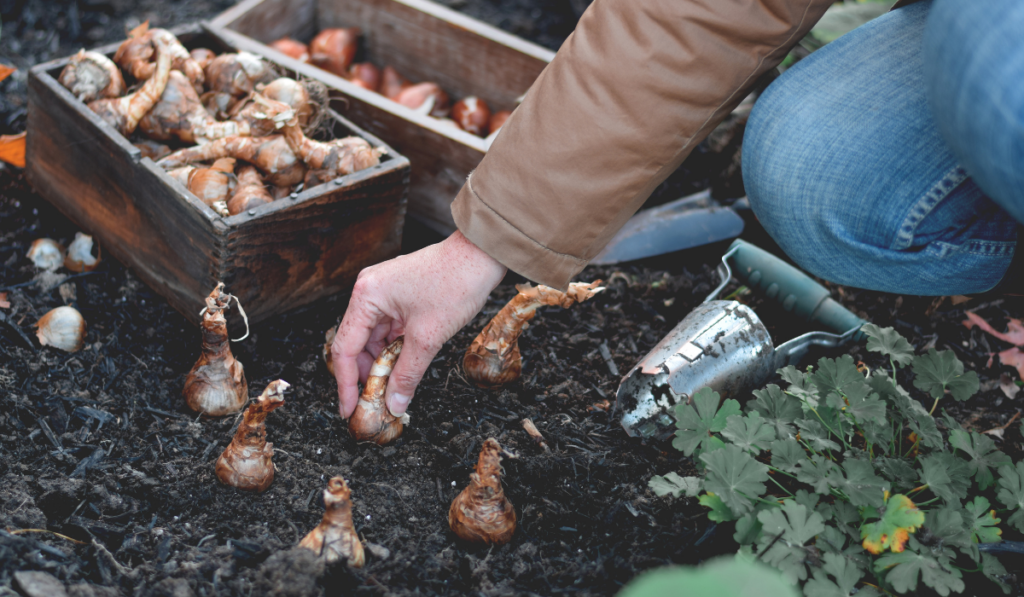Woman is planting spring flowering bulbs in a garden in the fall using bulb planter
