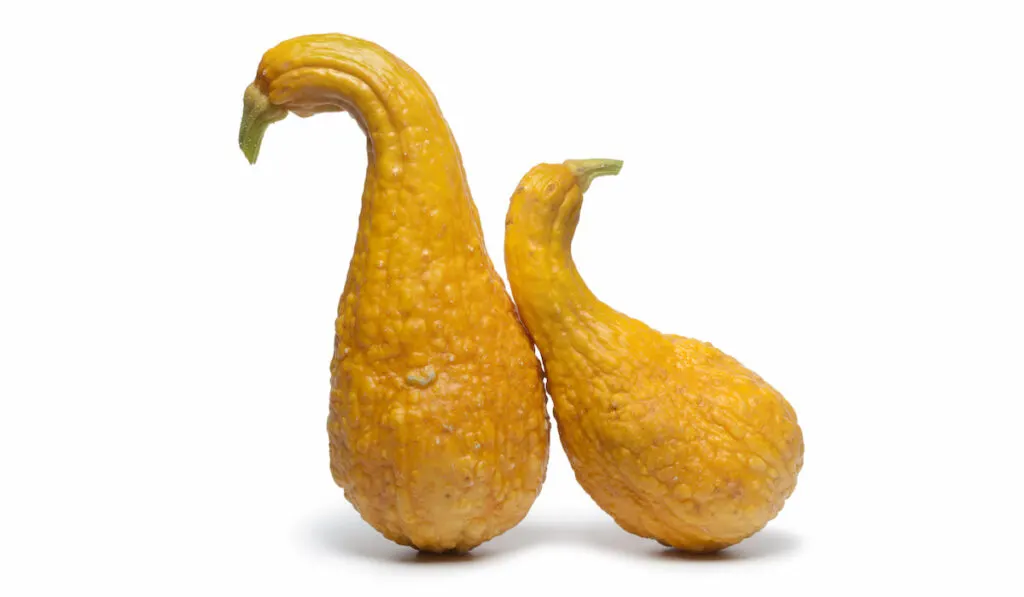 Yellow crookneck squashes on white background

