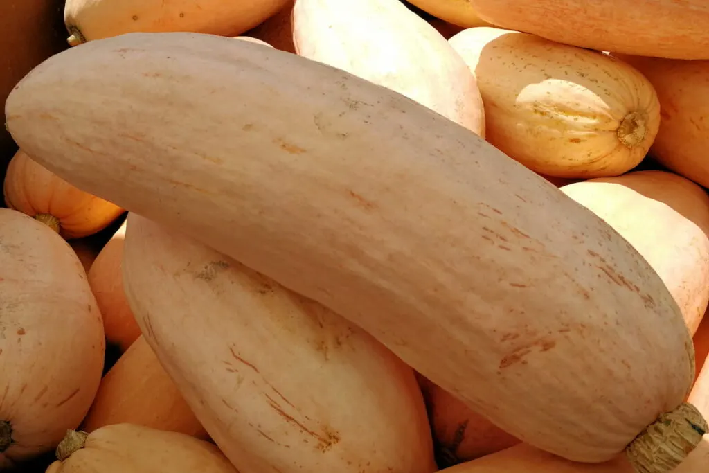 Pile of Banana squash 