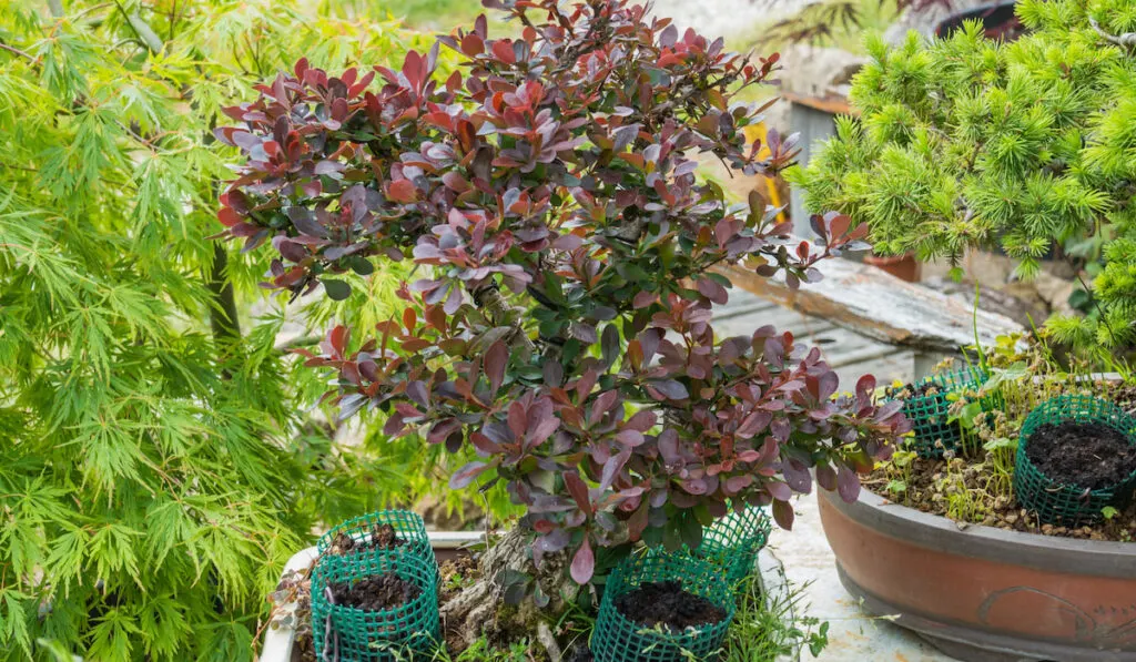 bonsai japanese barberry crimson pygmy in a pot outdoors in spring
