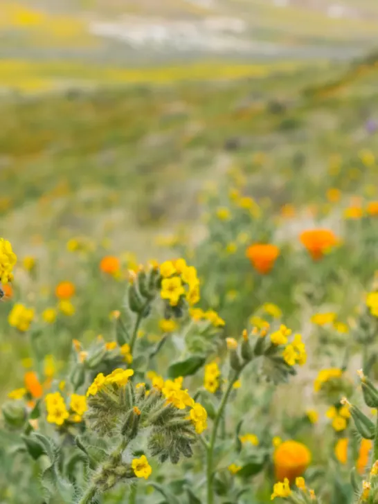 Close up of Fiddleneck