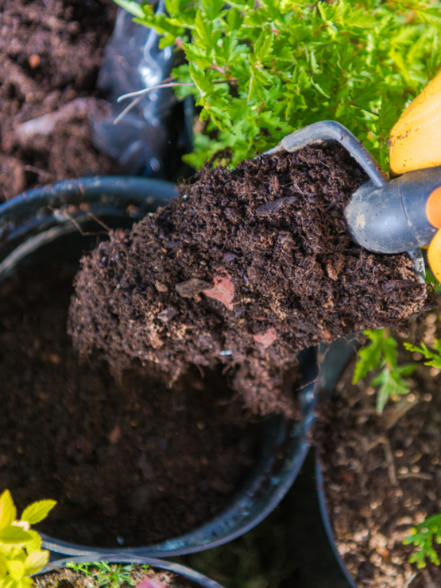 Does Potting Soil Have Bugs?