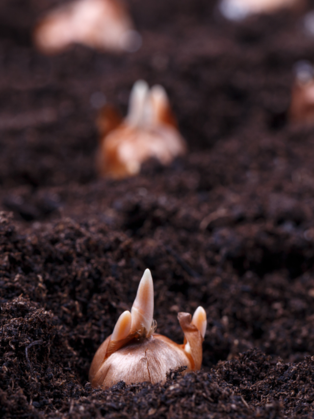 How to Plant Bulbs in a Raised Bed
