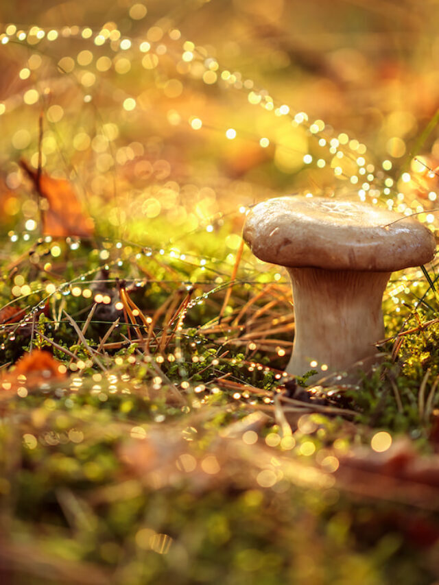 5 Reasons Mushrooms Are Growing in Potted Veggies