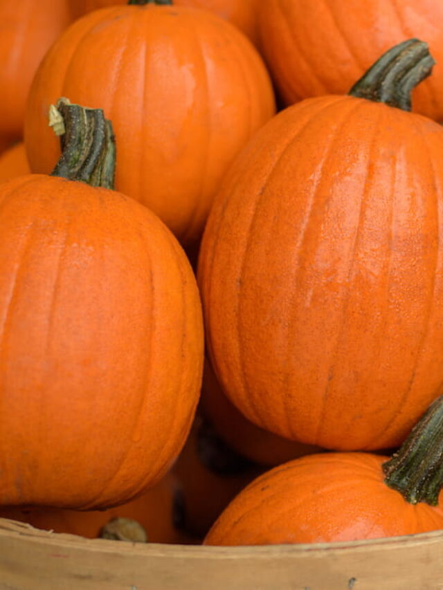 7 Types of Orange Pumpkins