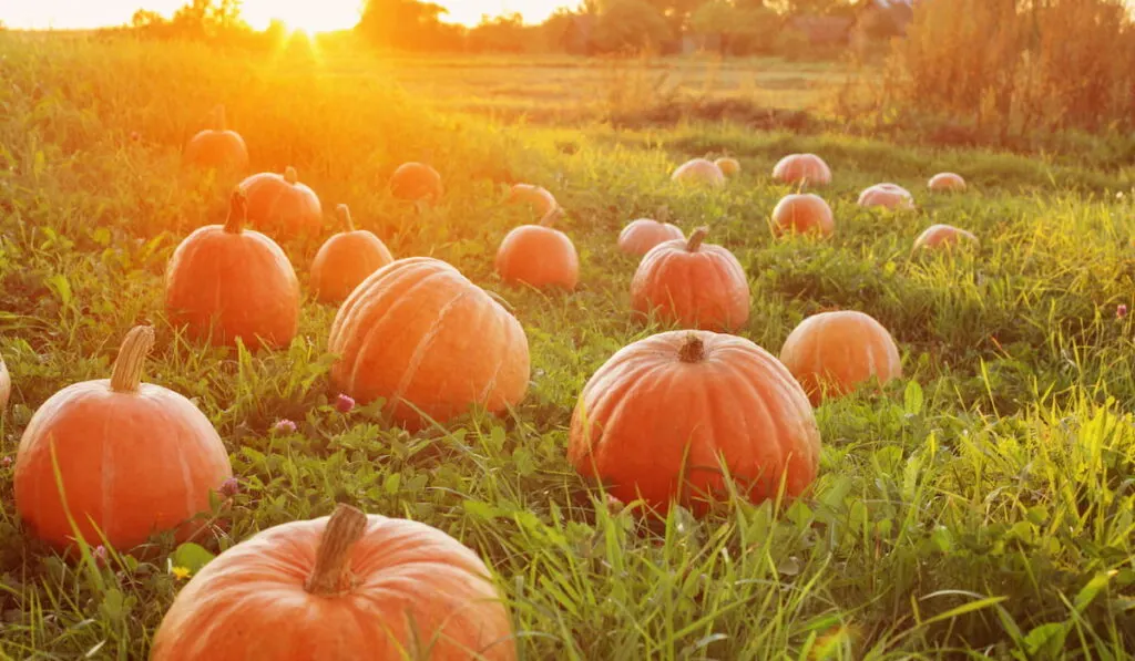 field with orange pumpkins 