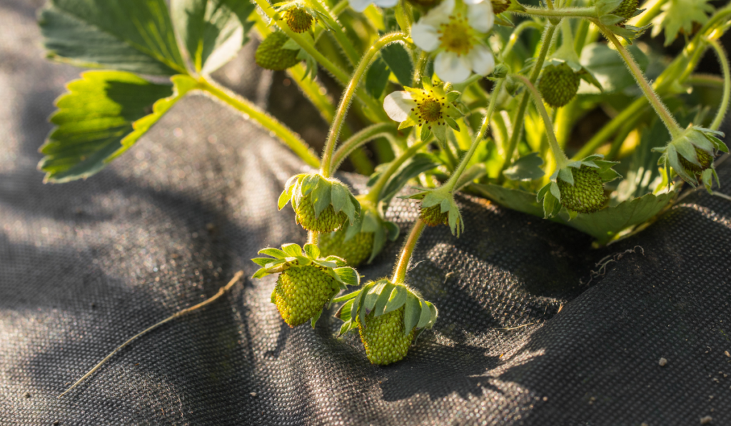 Detail on a Green Unripe Strawberries planted in Black Landscape Fabric
