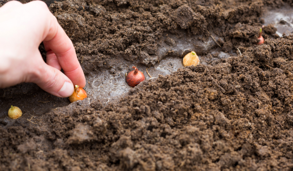 The hand plants the bulbs in the ground in the garden