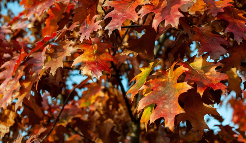 red autumn leafs oak tree
