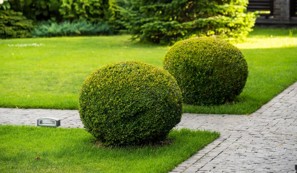 round boxwood bushes in decoration landscape design
