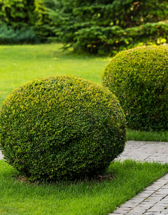 round-boxwood-bushes-in-decoration-landscape-design