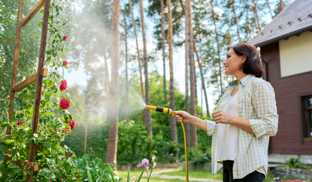 Middle-aged woman in the backyard watering rose bushes from the garden hose
