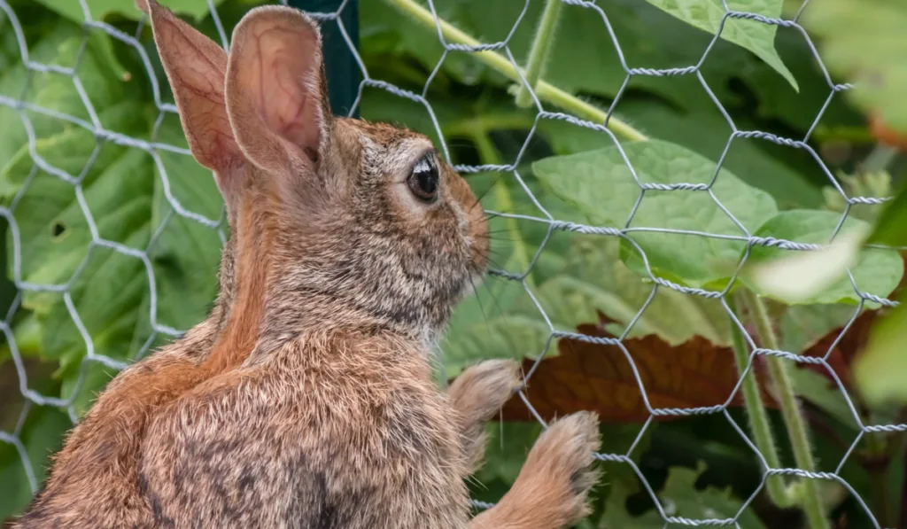 A rabbit stands up and leans on a garden fence