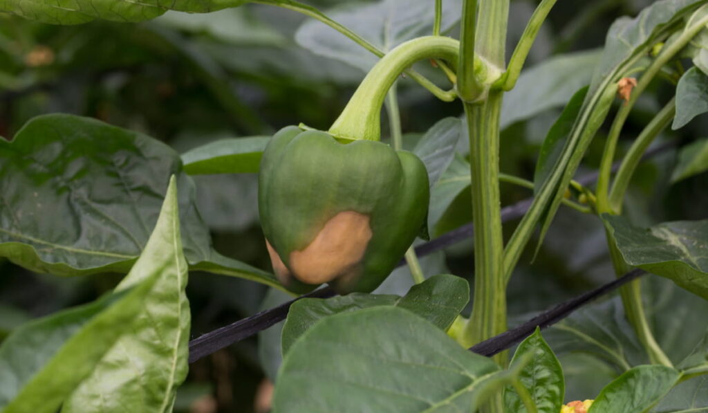 Blossom end rot in pepper fruits