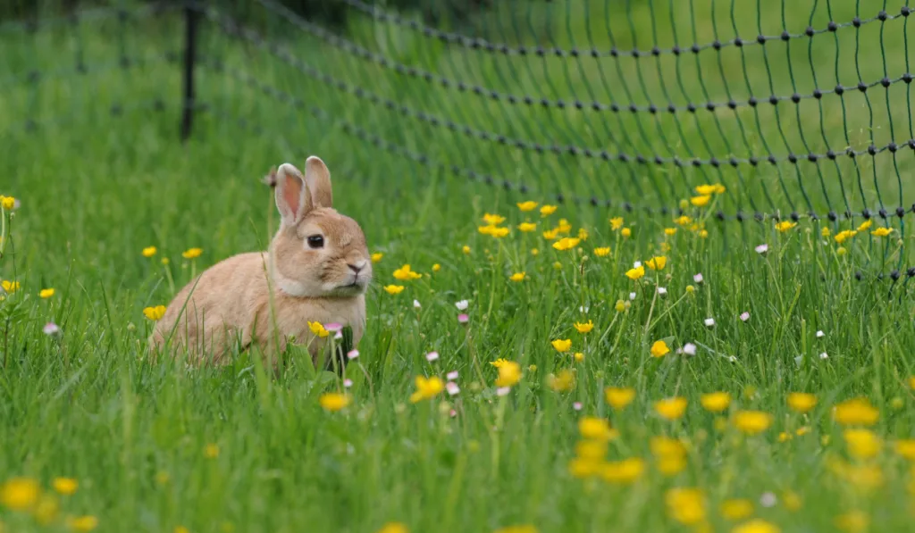 Brown rabbit on the right side of the fence with yellow flowers
