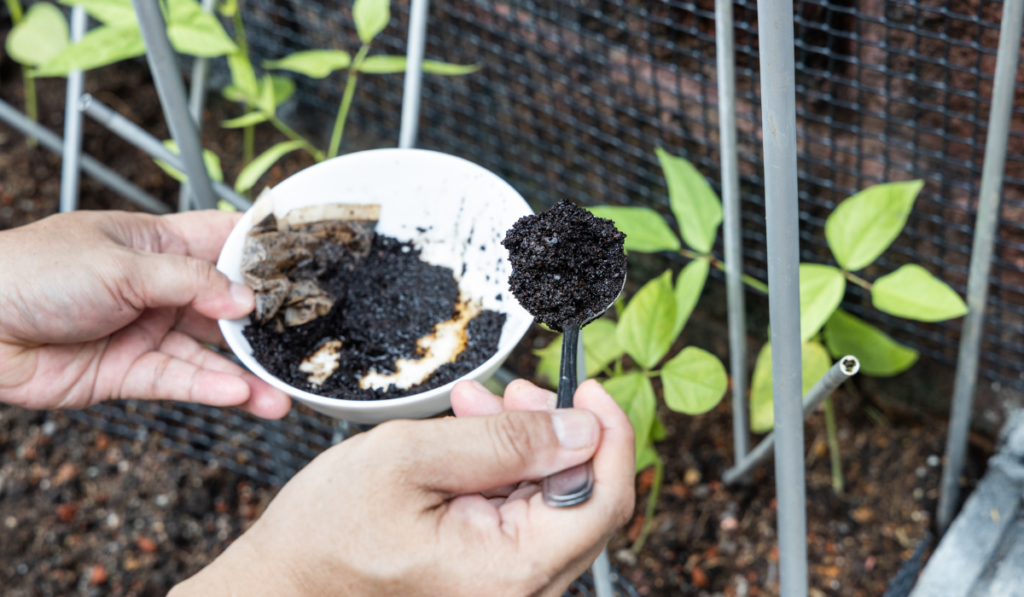 Coffee grounds being added to vegetables plant as natural organic fertilizer rich in nitrogen for growth
