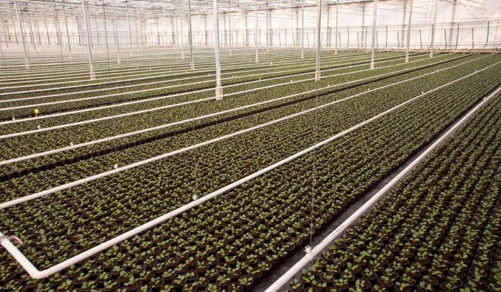 Crops are Growing in a Nursery Greenhouse