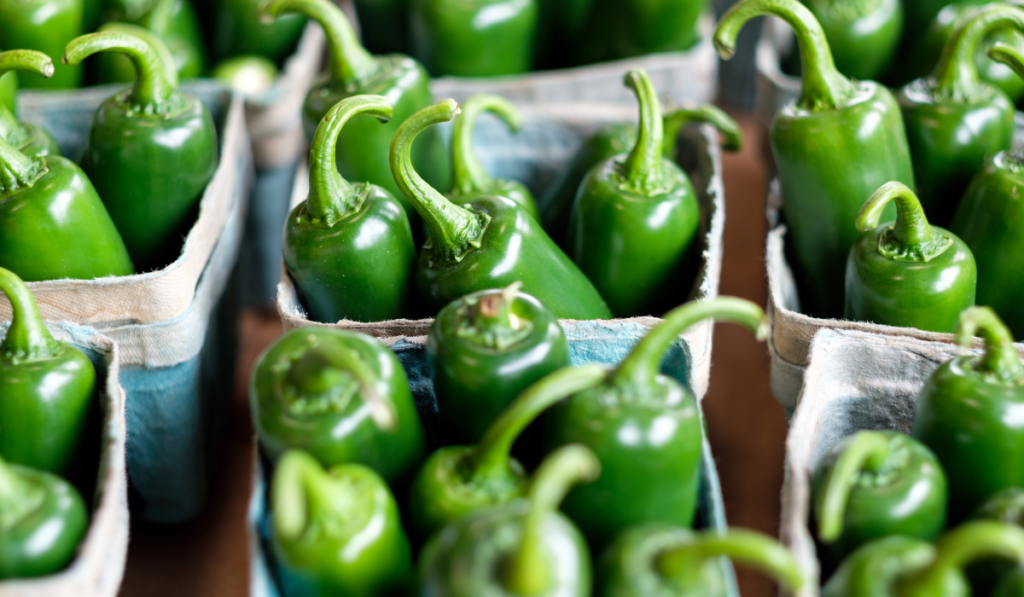 Green jalapeno pepper in individual baskets
