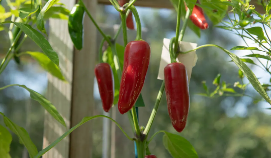 Home Grown Organic Bright Red Chili or Chilli Peppers 'Jalapeño' (Capsicum annuum) 