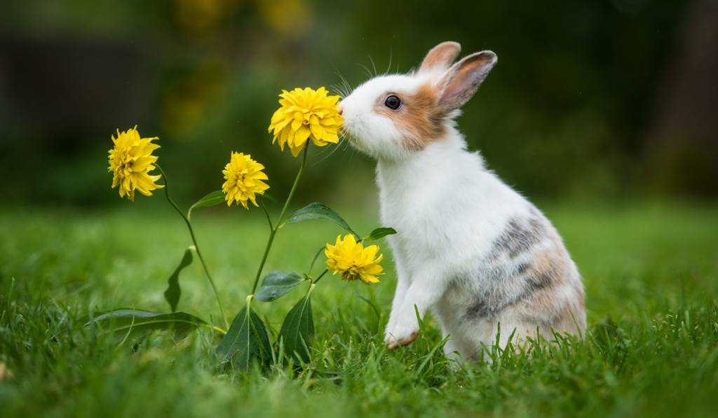 Little rabbit smelling a flower in the garden
