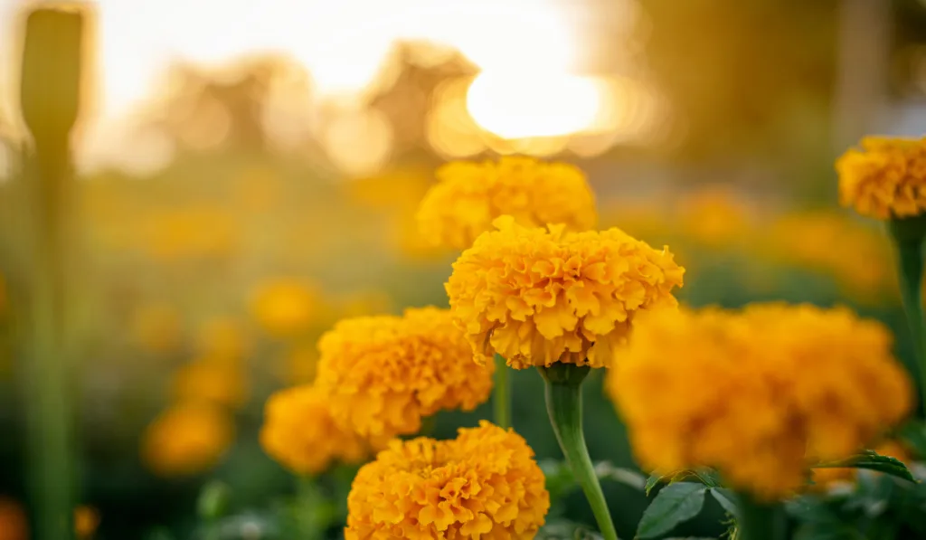 Marigolds with sunset in the background