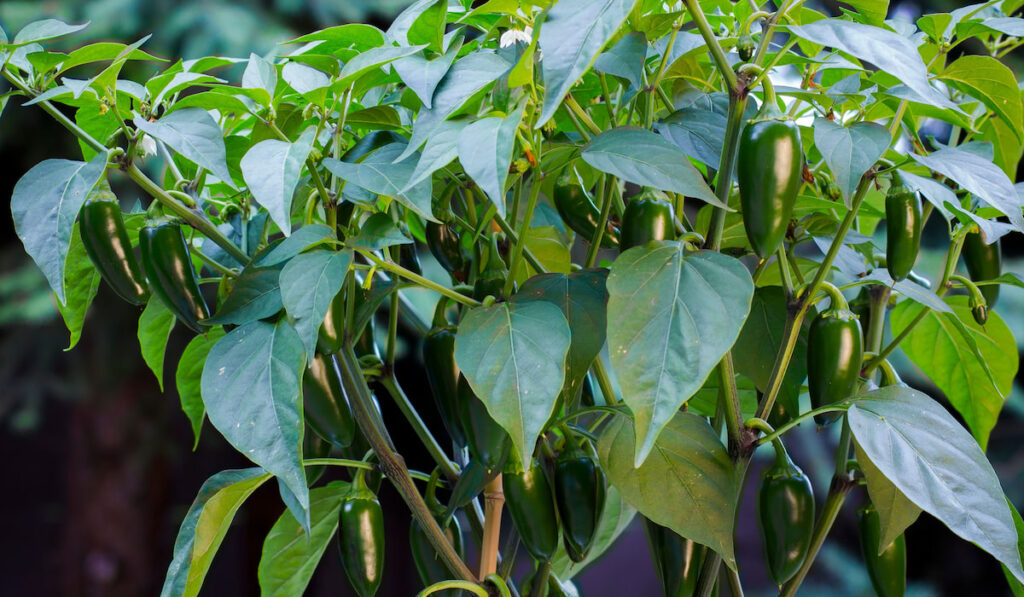 Organic Jalapeño peppers on a Jalapeno plant in the garden