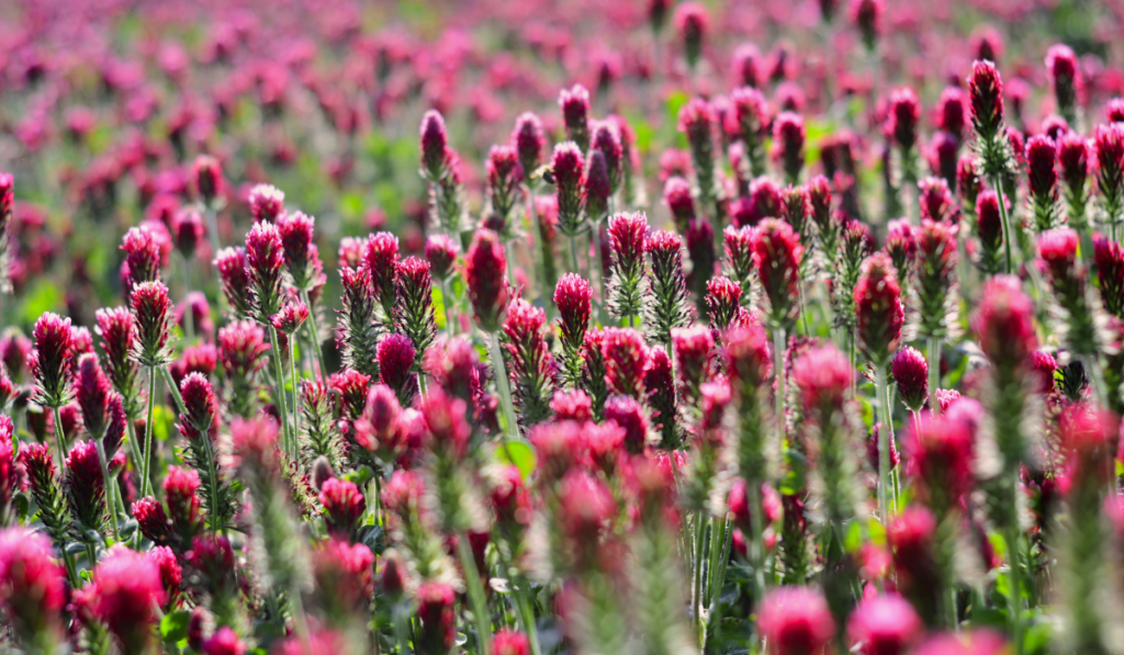 Field of pink crimson clover