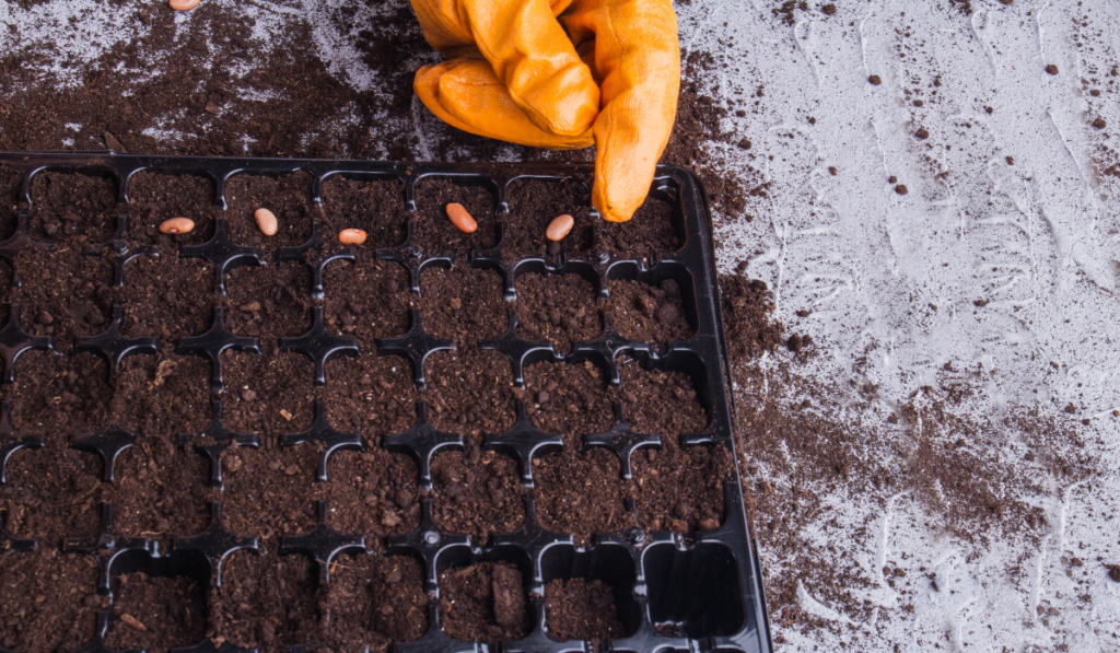 Planting seeds into plastic tray.