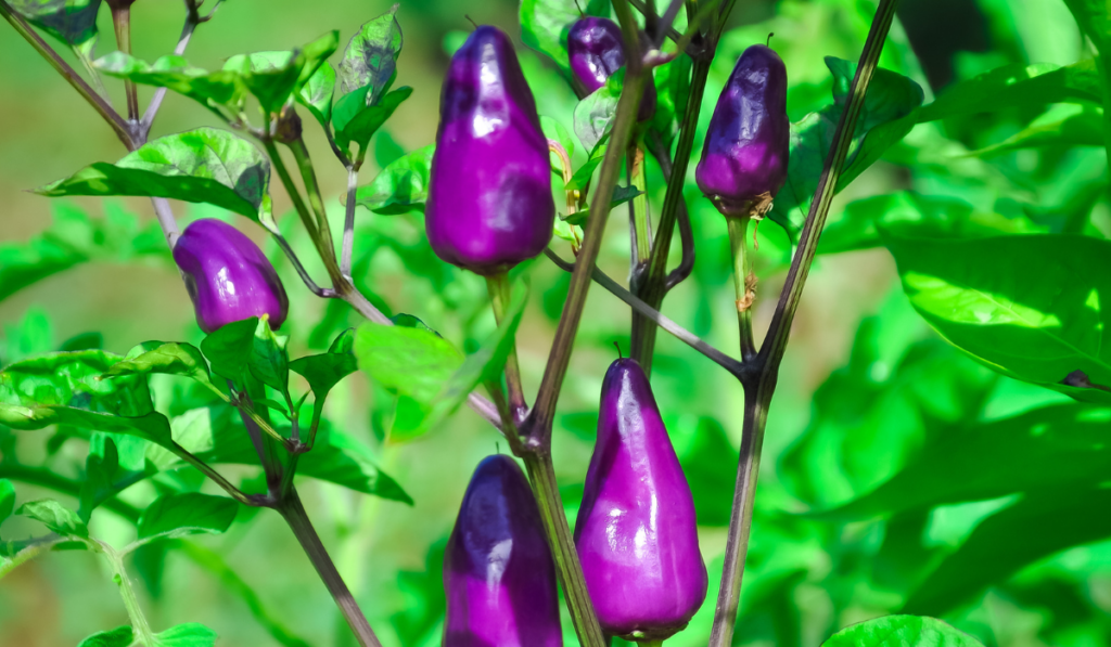 Purple jalapeno peppers in the garden
