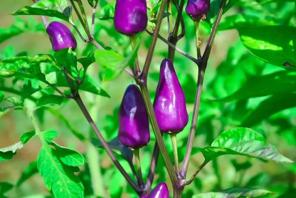 Purple jalapeno peppers in the garden