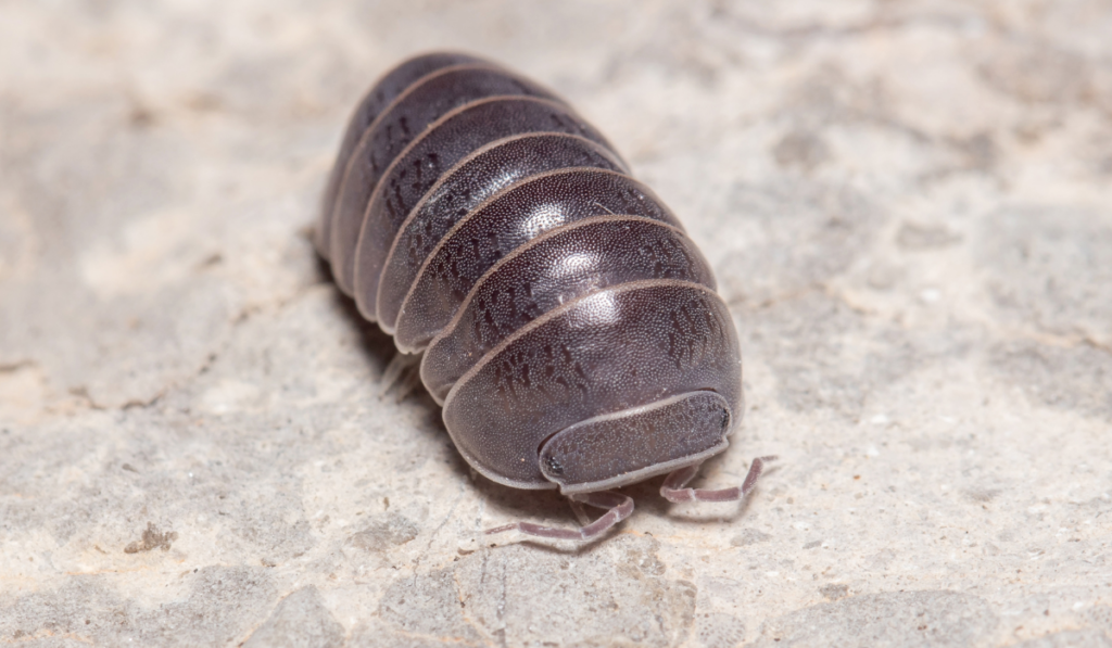 Roly poly bug, Armadillidium vulgare, walking on a concrete floor under the sun
