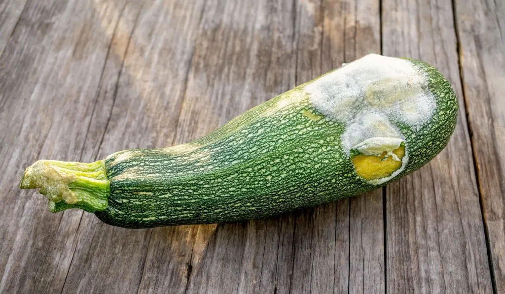 Spoiled zucchini with mold on a wooden table