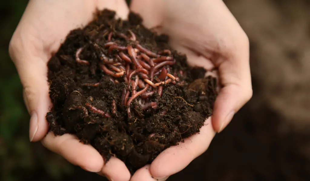 Woman holding worms with soil