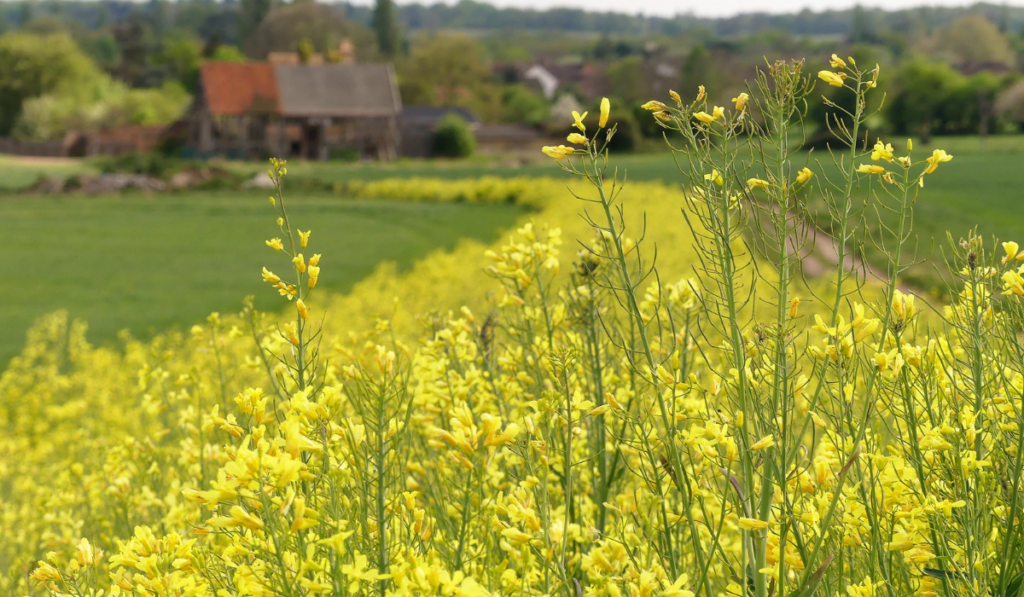 Yellow flowering kale, a game and farmland bird cover crop, with blurred 16th century barn in distance
