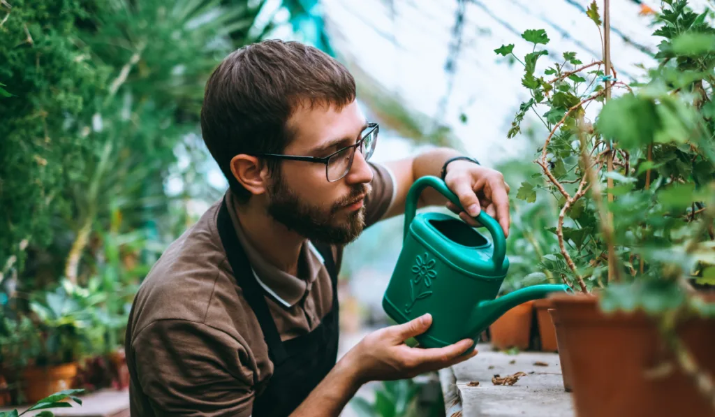 Young man gardener watering potted houseplant in greenhouse