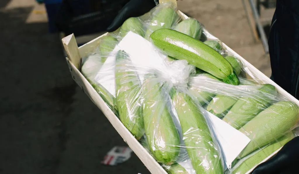 Zucchini packed in containers, freshly harvested zucchinis in the market
