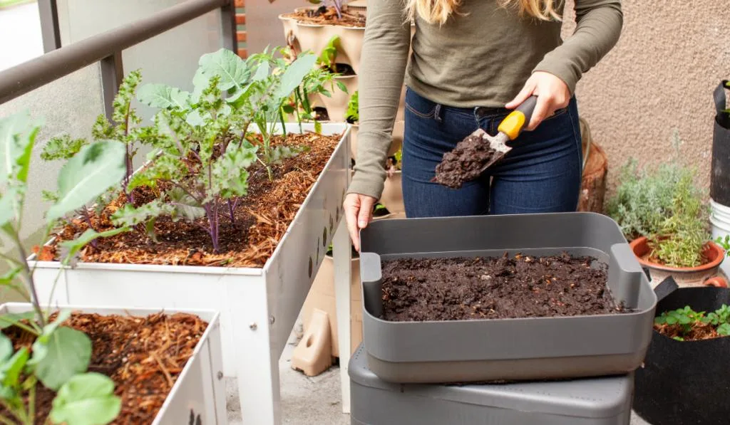 A women harvests fresh worm castings (compost) from a vermicomposter on her balcony