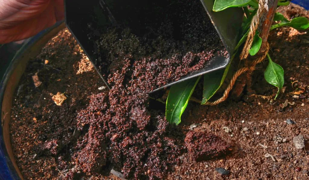 coffee grounds are poured at the feet of a plant
