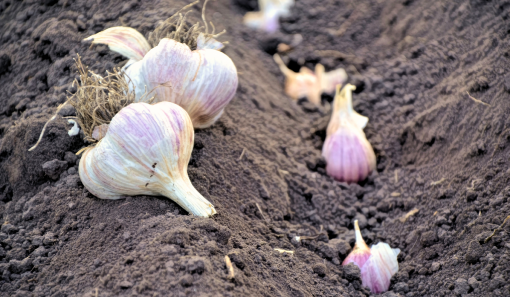 The head of young garlic is buried in the ground