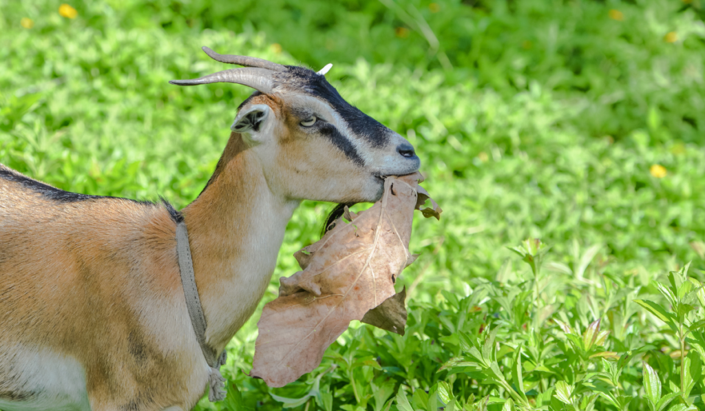 goat eating dead leaf