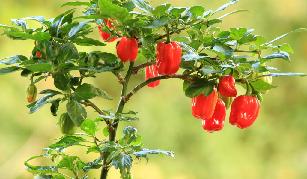 Plants of habanero scotch bonnet chili pepper with fruit