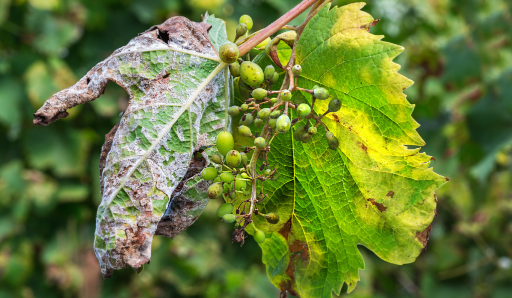  Leaves and berries of grapes, due to the active reproduction of the fungus, covered with moldy bloom