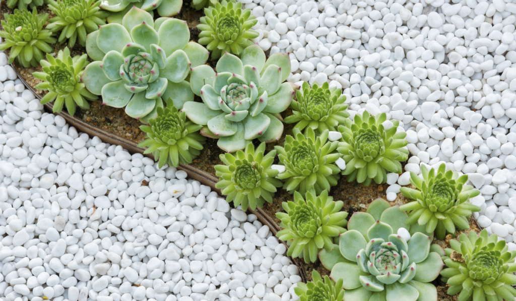 cactus on white pebbles 
