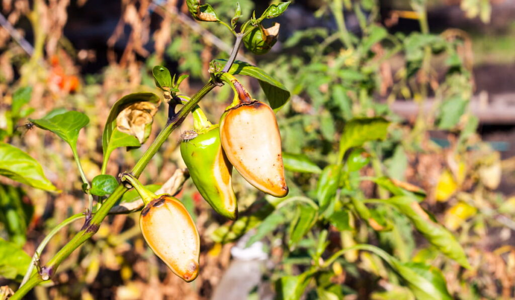 pepper disease on jalapeno plant