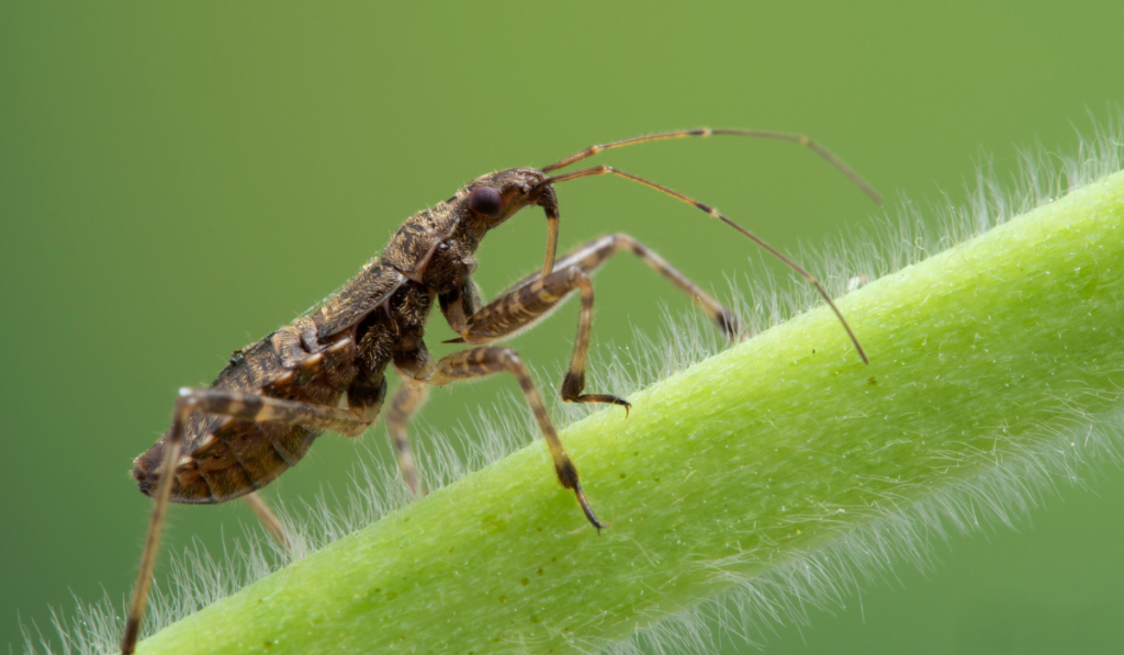 predator bug on a branch