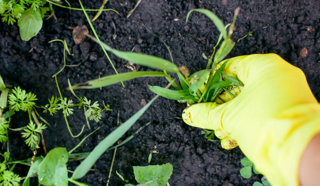 gardener with yellow gloves removing weeds