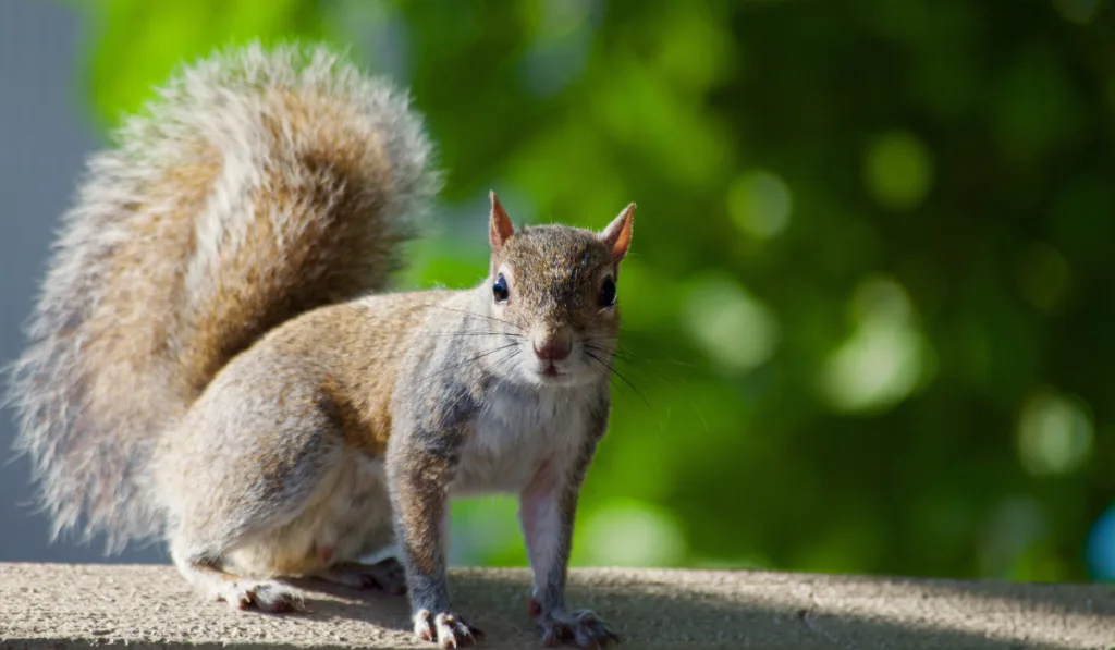 tree squirrel